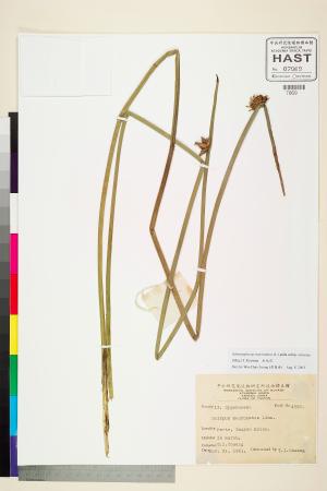 <a href="https://brmas.openmuseum.tw/muse/digi_object/2e7e1aa9cd9e40397027f471293354bc" target="_blank">水毛花／中央研究院生物多樣性研究博物館植物標本館 (HAST)</a>