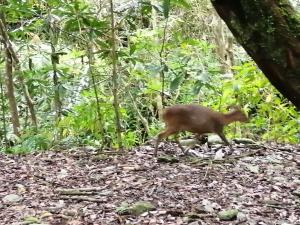 <a href="https://taieol.tw/muse/digi_object/9c5549167c872ba4f797e9c8b854d796" target="_blank">山羌／By：mydiscover／iNaturalist</a>