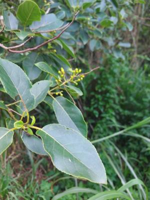 <a href="https://taieol.tw/muse/digi_object/c8eddc2072ab1888fc5f9388abe50ae1" target="_blank">厚殼樹／By：naturalist5923／iNaturalist</a>
