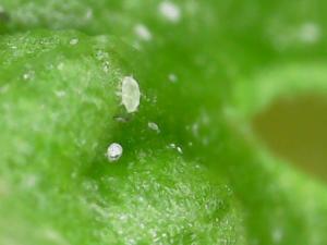 <a href="https://taieol.tw/muse/digi_object/1b5aa1b571c8ab4eb6679904c8d7da99" target="_blank">多食細蟎／By：naturalist98011／iNaturalist</a>