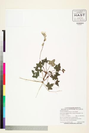 <a href="https://brmas.openmuseum.tw/muse/digi_object/2eee45198a0624a424d7e7de3c3cb38f" target="_blank">中原氏鬼督郵／中央研究院生物多樣性研究博物館植物標本館 (HAST)</a>