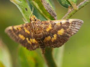 <a href="https://taieol.tw/muse/digi_object/d20fcd51b9e2252ebbae87d4f76526be" target="_blank">Omiodes diemenalis／By：max822／iNaturalist</a>
