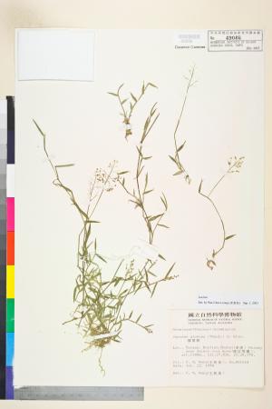 <a href="https://brmas.openmuseum.tw/muse/digi_object/2f042220400da9157d430ba46d678f88" target="_blank">柳葉箬屬／中央研究院生物多樣性研究博物館植物標本館 (HAST)</a>