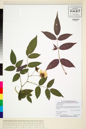 <a href="https://brmas.openmuseum.tw/muse/digi_object/2f05c4cb5a383f8ac8a545913791afd3" target="_blank">梣葉懸鉤子／中央研究院生物多樣性研究博物館植物標本館 (HAST)</a>