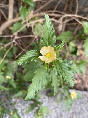 <a href="https://taieol.tw/muse/digi_object/df1be2fbb431cafae6e7df7d142ecc15" target="_blank">賽葵／By：tonkutsuramen／iNaturalist</a>