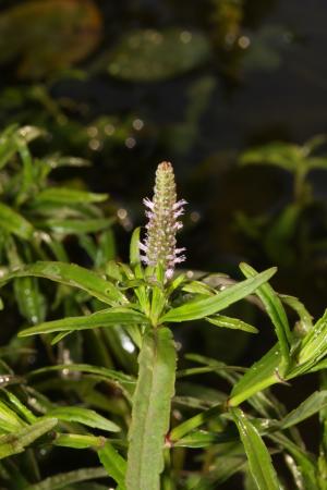 水虎尾-Labiatae唇形科-刺蕊草屬-Pogostemon stellatus-IMG_0925