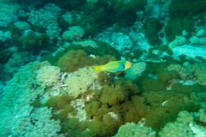 <a href="https://taieol.tw/muse/digi_object/f8ad3274585f1182c6093013aa211cb0" target="_blank">胸斑錦魚／By：chih-wei_jack_chang／iNaturalist</a>
