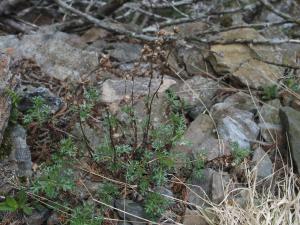 <a href="https://taieol.tw/muse/digi_object/5876741ebc93e546e63693f5ce6a13bb" target="_blank">玉山艾／By：jeromeko／iNaturalist</a>