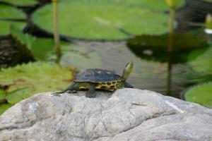 <a href="https://taieol.tw/muse/digi_object/7e3a9647eb55f113f5aafa9e83d536f4" target="_blank">斑龜／By：batworker／iNaturalist</a>