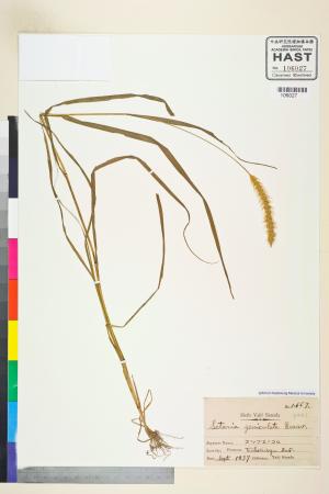 <a href="https://brmas.openmuseum.tw/muse/digi_object/2f51f24d1d5e8e4a9068321df6c59a15" target="_blank">莠狗尾草／中央研究院生物多樣性研究博物館植物標本館 (HAST)</a>