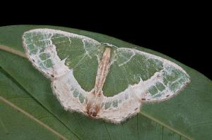 120629 南投 梅峰 44 拉拉山翠尺蛾 Eucyclodes lalashana (Inoue, 1986)_800ori