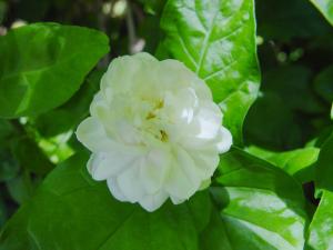 <a href="https://taieol.tw/muse/digi_object/f89c2f3d3a1cfea259f08848f93d1ab3" target="_blank">茉莉／By：蔡永昌／臺灣物種名錄(TaiCOL)</a>
