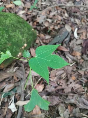 <a href="https://taieol.tw/muse/digi_object/05f1b53a079e6effc61621b5b139721b" target="_blank">千年桐／By：enkn／iNaturalist</a>