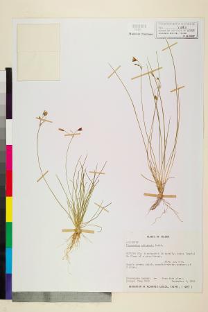 <a href="https://brmas.openmuseum.tw/muse/digi_object/2f5e3bf1b2b73f96f7814a6a2d2aaea2" target="_blank">異蕊草／中央研究院生物多樣性研究博物館植物標本館 (HAST)</a>
