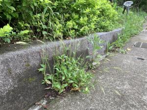 <a href="https://taieol.tw/muse/digi_object/3ec8ce3fafac3dc1b7de9b60f02ad087" target="_blank">藎草／By：shin-ming_ku／iNaturalist</a>