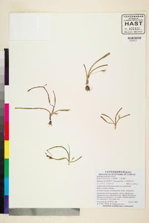 <a href="https://brmas.openmuseum.tw/muse/digi_object/2f91c9219a62d62999adb1223d433dda" target="_blank">小金梅葉、小金梅草／中央研究院生物多樣性研究博物館植物標本館 (HAST)</a>