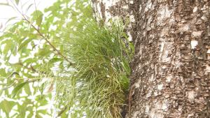 <a href="https://taieol.tw/muse/digi_object/08ae87e89ebbb01928ee7ba6e00ff787" target="_blank">松葉蕨／By：ming110／iNaturalist</a>