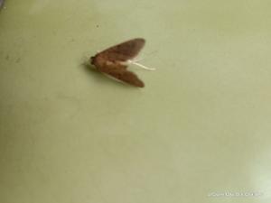 <a href="https://taieol.tw/muse/digi_object/f46bdcfc9d7b17cf00c1972e6d2fc6c8" target="_blank">Herpetogramma licarsisalis／By：naturalist97663／iNaturalist</a>