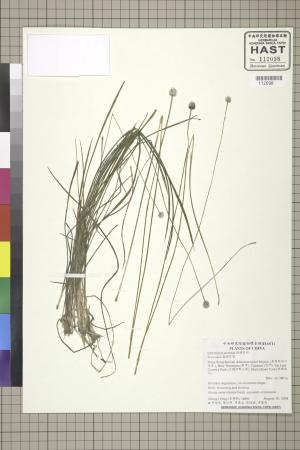 <a href="https://brmas.openmuseum.tw/muse/digi_object/2fba9899a861c41c8b667b265341ee0a" target="_blank">穀精草屬／中央研究院生物多樣性研究博物館植物標本館 (HAST)</a>