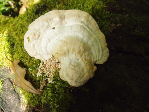 Trametes gibbosa(偏腫栓菌)