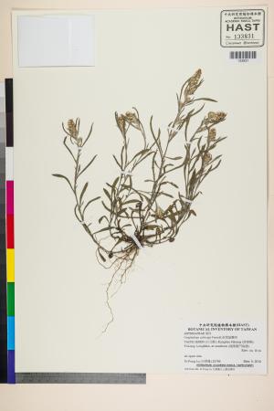<a href="https://brmas.openmuseum.tw/muse/digi_object/2fc5dd49d106ed3b3b9f12ff59147a73" target="_blank">直莖鼠麴草／中央研究院生物多樣性研究博物館植物標本館 (HAST)</a>