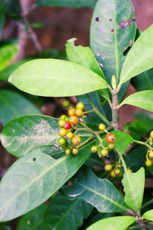 <a href="https://taieol.tw/muse/digi_object/4ee8fb58c2f173f547efbda4c7da8416" target="_blank">九節木／By：金門植物誌／金門國家公園管理處</a>