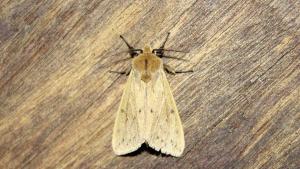 <a href="https://taieol.tw/muse/digi_object/84b304872ca5942fad67f43335527346" target="_blank">Spilosoma fumida／By：ronin47／iNaturalist</a>