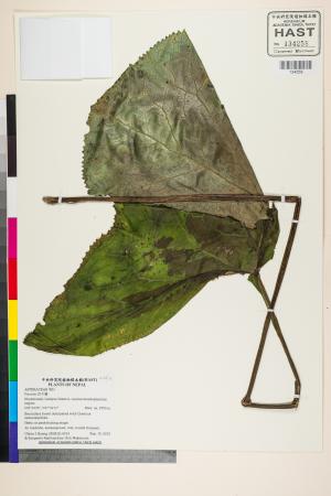 <a href="https://brmas.openmuseum.tw/muse/digi_object/3005ef2b4d5d7477160cd1062ee62dd2" target="_blank">款冬屬／中央研究院生物多樣性研究博物館植物標本館 (HAST)</a>