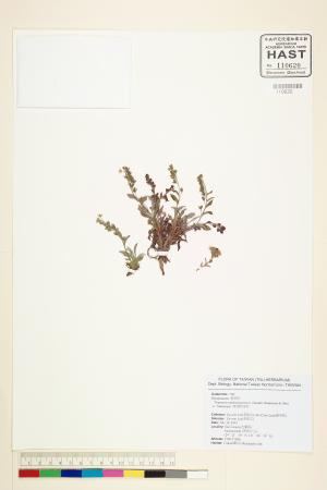 <a href="https://brmas.openmuseum.tw/muse/digi_object/3012e8f56f5d75c851628c5dbd96388b" target="_blank">南湖附地草／中央研究院生物多樣性研究博物館植物標本館 (HAST)</a>