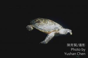 <a href="https://taieol.tw/muse/digi_object/bed75ea915ec59ac5f6ce8c6e643ef45" target="_blank">玳瑁／By：陳育賢／陳育賢</a>