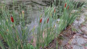 <a href="https://taieol.tw/muse/digi_object/ce05fa0bbcce9e99ac585b482eb71795" target="_blank">香蒲／By：chen_z／iNaturalist</a>