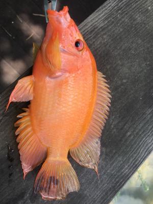 <a href="https://taieol.tw/muse/digi_object/372b83836f9fe666dc269289d613b11c" target="_blank">橘色雙冠麗魚／By：jhihweitsai／iNaturalist</a>