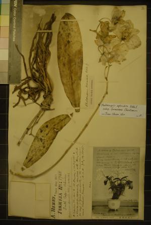 (Kew)Henry 1705 號蝴蝶蘭標本[1063. Phalaenopsis aphrodite, Reich, f. S. Cape ; Henry 1,705.]