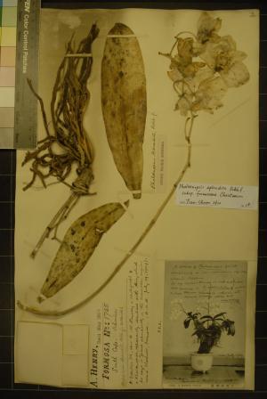 <a href="https://taieol.tw/muse/digi_object/1aa5bc993d85d596191ba3b6bb1c04fb" target="_blank">白蝴蝶蘭／The Herbarium at the Royal Botanic Gardens Kew</a>