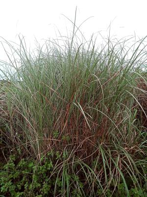 <a href="https://taieol.tw/muse/digi_object/01a2c1a84397d194db7eb3dfb04858f0" target="_blank">甜根子草／By：naturalist22299／iNaturalist</a>