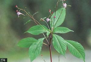 <a href="https://taieol.tw/muse/digi_object/9965a4cb02a84ec2d702163d2a8bba3b" target="_blank">棣慕華鳳仙花／By：呂勝由／臺灣維管束植物簡誌</a>