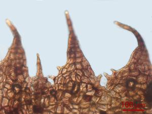 <a href="https://taieol.tw/muse/digi_object/f4057e9134e7d4db8c8c8a2faed6ecc2" target="_blank">Marchantia paleacea／By：姚奎宇／太魯閣國家公園管理處</a>