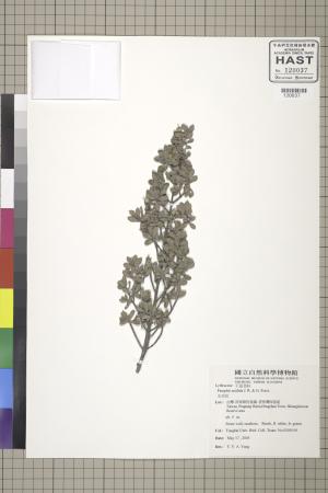 <a href="https://brmas.openmuseum.tw/muse/digi_object/30f7204c388f8e55fe02230343f9b20e" target="_blank">水芫花／中央研究院生物多樣性研究博物館植物標本館 (HAST)</a>