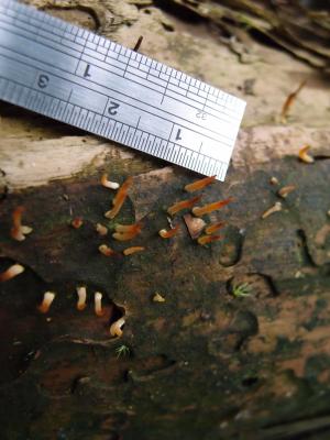 Calocera fusca(暗褐膠角耳)