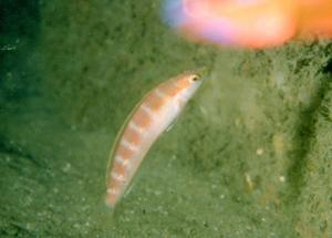<a href="https://fishdb.sinica.edu.tw/muse/digi_object/9600fb6df6f09adee11e30325b17dcc7" target="_blank">Suezichthys gracilis@fishdb-media-2080／魚類生態與演化研究室</a>