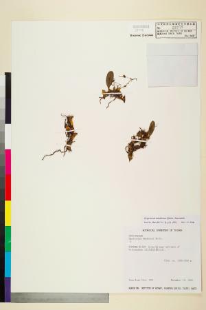 <a href="https://brmas.openmuseum.tw/muse/digi_object/3117a81b2f713b574155b5f1f760990e" target="_blank">蠟著頦蘭／中央研究院生物多樣性研究博物館植物標本館 (HAST)</a>