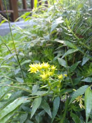 <a href="https://taieol.tw/muse/digi_object/d3f033eb68b01bfa95f79eeb06835075" target="_blank">松葉佛甲草／By：naturalist14740／iNaturalist</a>