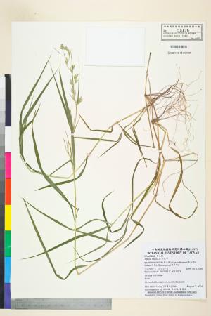 <a href="https://brmas.openmuseum.tw/muse/digi_object/312957d0e16a8ddccc897413e8da174c" target="_blank">水蔗草／中央研究院生物多樣性研究博物館植物標本館 (HAST)</a>