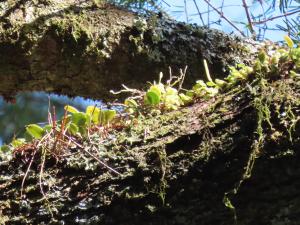 <a href="https://taieol.tw/muse/digi_object/5f677a82a99ac46be83c72ca6aa82ce7" target="_blank">鸛冠蘭／By：benny-lin／iNaturalist</a>