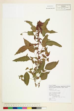 <a href="https://brmas.openmuseum.tw/muse/digi_object/31416be54cd27a17dd49dc90eeedc1f8" target="_blank">鐵莧菜／中央研究院生物多樣性研究博物館植物標本館 (HAST)</a>
