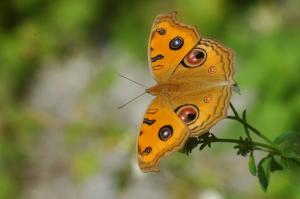 20090926_347125_Junonia almana_a (2).jpg