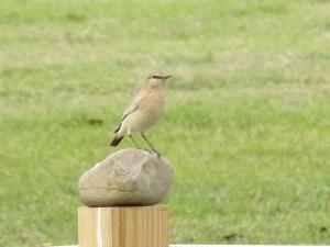 <a href="https://taieol.tw/muse/digi_object/87e82dcac0234969353be3c2b30f09a6" target="_blank">沙䳭／By：greenember13／iNaturalist</a>