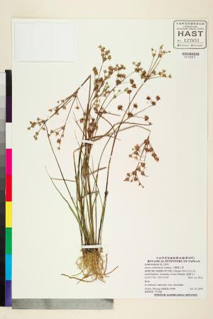 <a href="https://brmas.openmuseum.tw/muse/digi_object/314f9f938290064df75d8f683780d05c" target="_blank">小葉燈心草／中央研究院生物多樣性研究博物館植物標本館 (HAST)</a>