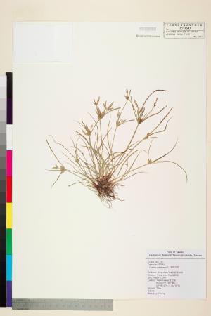 <a href="https://brmas.openmuseum.tw/muse/digi_object/31698d7d46a830f5b8dfa7adea60e326" target="_blank">扁穗莎草(莎田草)／中央研究院生物多樣性研究博物館植物標本館 (HAST)</a>