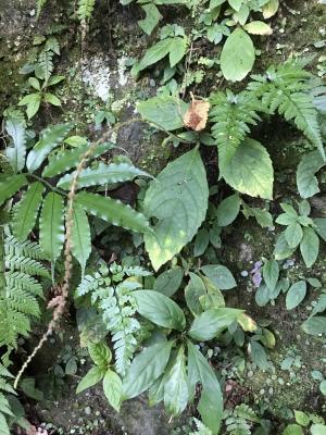 <a href="https://taieol.tw/muse/digi_object/c6916e05d3b85cfeeeaa3a1500ce69fd" target="_blank">俄氏草／By：shihhsien／iNaturalist</a>